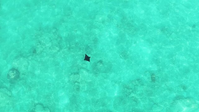 Aerial view of a stingray swimming through crystal clear turquoise water over a sandy seabed in the Indian Ocean at Makunudhoo, Haa Dhaalu Atoll, Maldives.