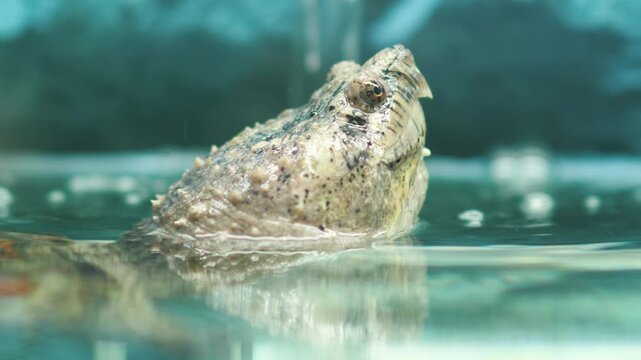 Close up of a snapping turtle head sticking out of the water in an aquarium. An exotic reptile with spikes on its skin rests in clear water.