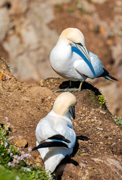 Nesting Gannets