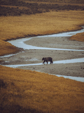 Grizzly Bear in Yellowstone crossing a river