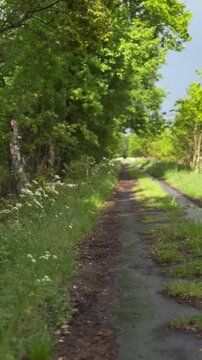 Spaziergang auf &uuml;berwucherter Teerstra&szlig;e &ndash; Natur erobert eine alte Stra&szlig;e zur&uuml;ck - Die Kamera folgt einer alten Asphaltstra&szlig;e, die zunehmend von Pflanzen und B&auml;umen zur&uuml;ckerobert wird. Wiesenkerbel 