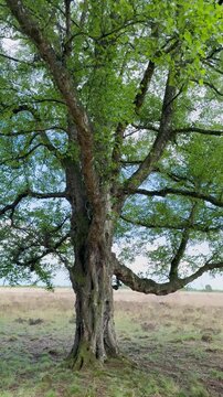 Alte Moorbirke (Betula pubescens) in verwunschener Moorlandschaft - Eine alte, verwachsene Moorbirke steht inmitten eines nat&uuml;rlichen Moores. Die knorrige Gestalt und die urspr&uuml;ngliche Landschaft 