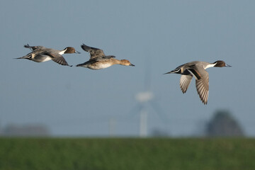 Obraz premium Northern pintail ducks (Anas acuta) flying in blue sky over green field