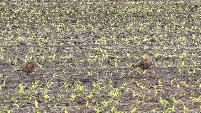 Ein Rebhuhnpaar (Perdix perdix) steht aufmerksam auf einem jungen Maisfeld. Seltene Wildlife-Aufnahme einer gef&auml;hrdeten Feldvogelart in einer landwirtschaftlich gepr&auml;gten Kulturlandschaft.