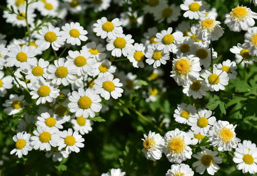 Viele Mutterkraut-Bl&uuml;ten im Fr&uuml;hling