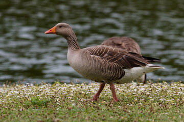 Fototapeta premium A Majestic Greylag Goose Walking Through a Carpet of Delicate Wildflowers Beside a Calm Pond, Evoking a Wonderful Sense of Peaceful Wandering and Gentle Harmony in Nature
