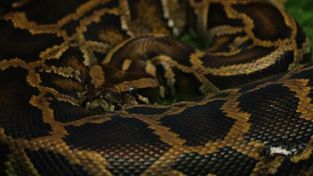 Close up of a reticulated python curled up in rings in a dark terrarium. An exotic snake with a beautiful pattern on its skin looks intently into the camera.