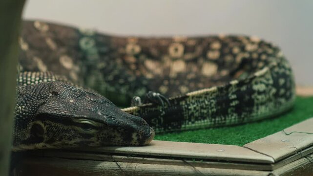 Close up of a monitor lizard lying on a wooden platform in a terrarium. An exotic large lizard with a dark pattern on its scales is lurking and resting.