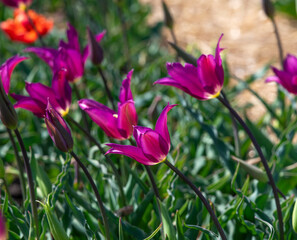 Obraz premium Flowers of Persian Pearl botanical tulips ( Tulipa humilis ).