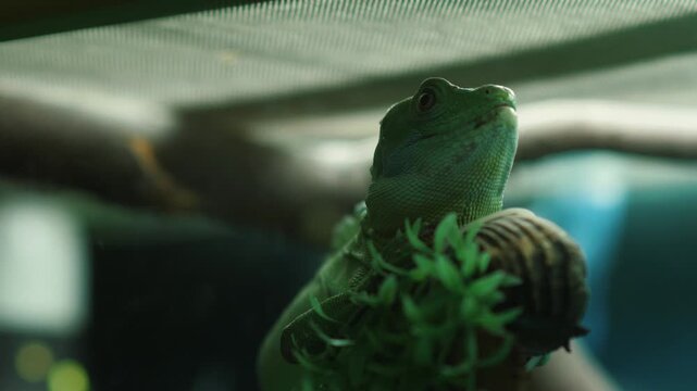 Close up of a green water dragon sitting on a branch in a terrarium. An exotic Chinese lizard looks intently up and poses among artificial greenery.