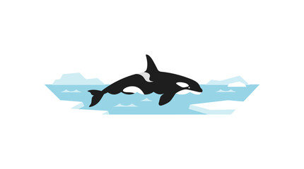 Orca whale jumping in arctic waters with ice. © mohamed