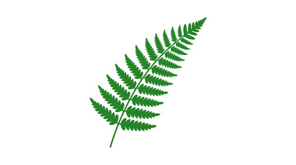 Single green fern leaf illustration on white. © mohamed