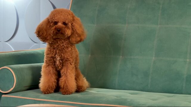 Apricot toy poodle performing training pose sequence on teal velvet sofa in studio set