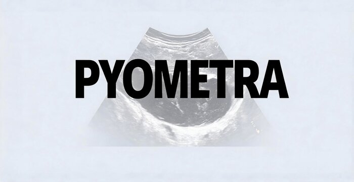 Text graphic with the word PYOMETRA over an ultrasound image, hinting at a medical or scientific context.