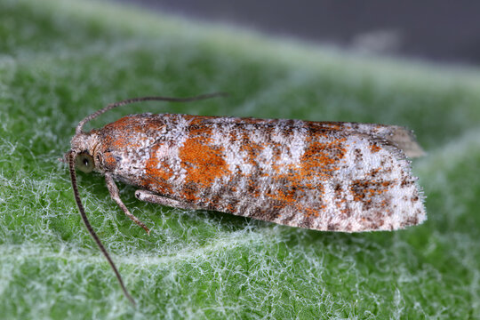 Rhyacionia pinivorana, the spotted shoot moth, is a moth of the family Tortricidae. The larvae feed on Pinus sylvestris. The larvae attack the leading shoot.