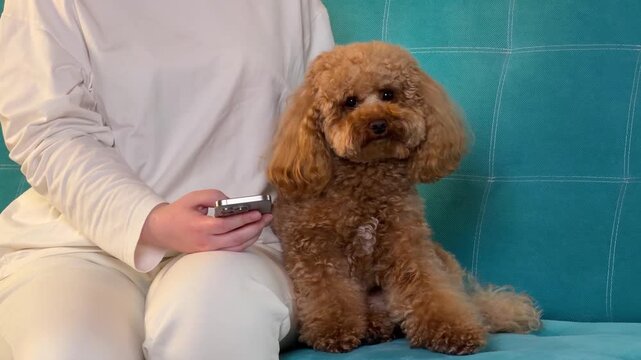 Home grooming session with apricot poodle on teal sofa showing tool interaction through beginning