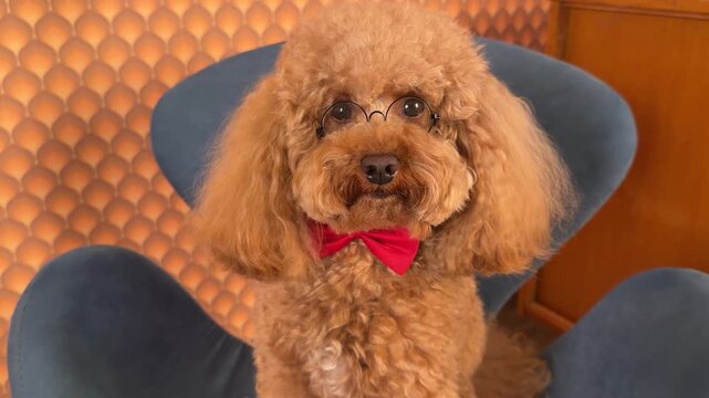 Apricot poodle staged portrait progression wearing round glasses and red bow tie centered on blue