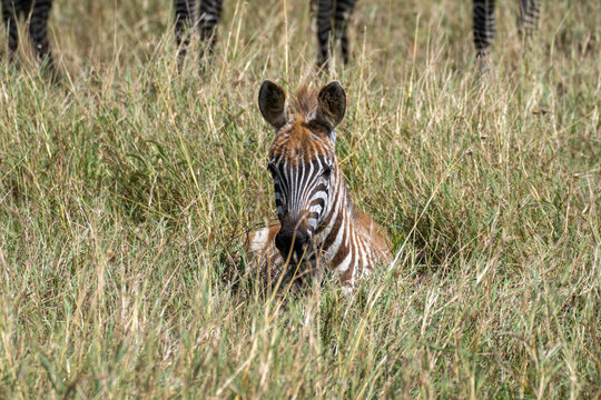 Baby Plains Zebra Foal Lying Hidden in Tall Grass of the Serengeti Savanna
