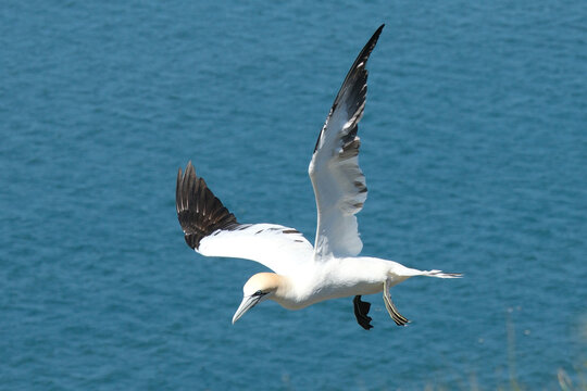 Northern gannet soaring in mid-air over the blue ocean water, elegant sea bird flying close-up with wings spread wide, majestic marine wildlife photography