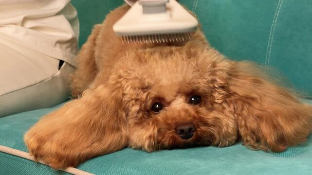 Curly brown poodle being gently brushed on turquoise sofa through progressive grooming sequence
