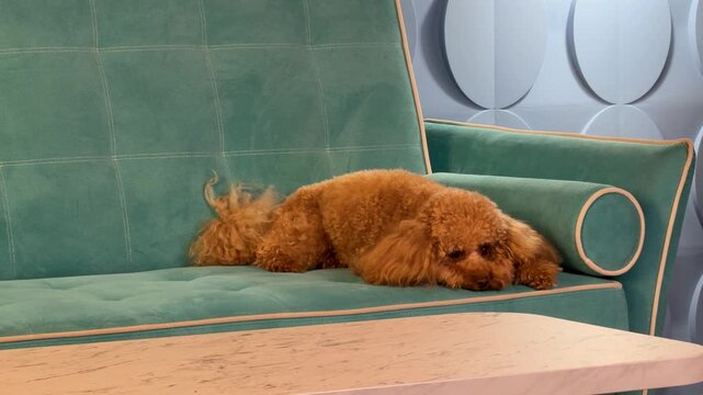 Apricot toy poodle resting through cozy modern interior sequence on teal velvet sofa