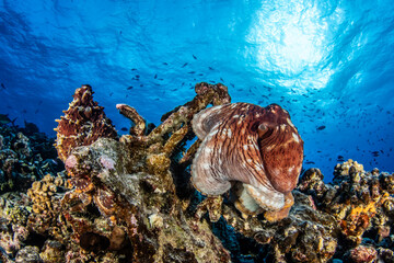 Poulpes sont posés sur un récif corallien dans une eau turquoise éclairée par les rayons du soleil en surface © Tropicalens