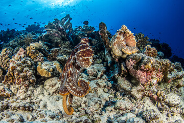 Poulpes sont posés sur un récif corallien dans une eau turquoise éclairée par les rayons du soleil en surface © Tropicalens