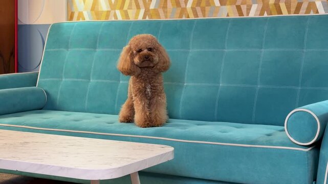 Small brown poodle seated on teal tufted sofa through living room sequence ending with empty sofa