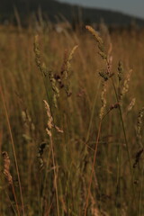 Fototapeta premium Wild Grass Meadow at Golden Hour with Soft Bokeh