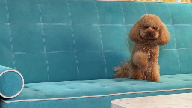 Small brown curly dog gradually shifting from rest to attentive sitting on teal tufted sofa during