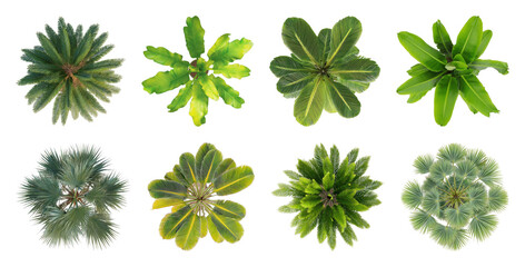Obraz premium PNG Top view tropical plant collection on transparent background