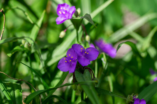 Tradescantia virginiana the Virginia spiderwort purple violet flowering plants, three petals flowers in bloom