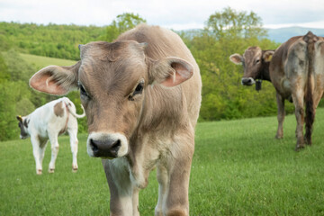 Fototapeta premium Young calf standing on green pasture with grazing cows in rural countryside landscape.
