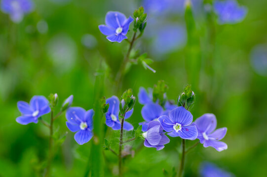 Veronica chamaedrys germander speedwell flowering plant, small flowers with deep blue petals in bloom