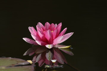 Blume. © janis