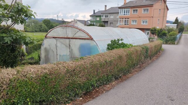 Hedge damaged by box tree moth caterpillar infestation