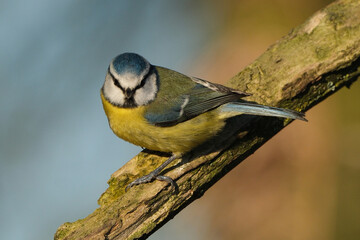 Eurasian blue tit (Cyanistes caeruleus) perched on a mossy tree branch close-up © Badr