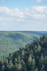 Vertical scenic view of dense green pine forest slope under blue sky. Majestic wild coniferous trees in mountain valley, ecology and environment background © Ніна Люта