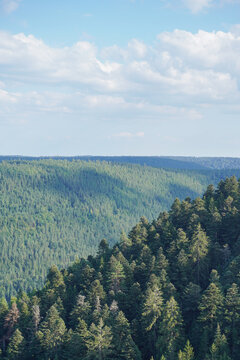 Vertical scenic view of dense green pine forest slope under blue sky. Majestic wild coniferous trees in mountain valley, ecology and environment background