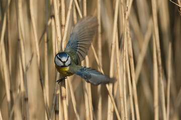 Eurasian blue tit (Cyanistes caeruleus) flying and perching on dry reeds in golden sunlight, small colorful garden bird in action © Badr
