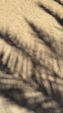 Shadow of a wind-swaying palm tree on sandy beach, dancing silhouette, tropical sunlight, peaceful coastal scene.