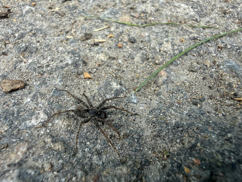 Araign&eacute;e au sol. Mise au point s&eacute;lective. Faible profondeur de champ.