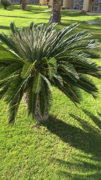 Small palm tree casting shadow on green grass, sunlight, tropical garden, peaceful nature.