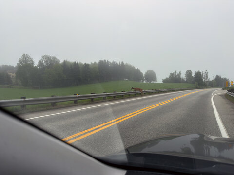 Vue depuis la voiture d'un cerf traversant la route par temps de brouillard.