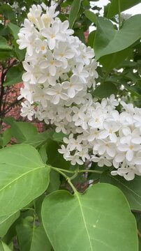 Close-up view of white lilac blossoms, delicate petals, clusters, spring freshness, soft natural beauty.