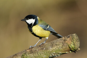 Great tit (Parus major) perched on a mossy tree branch in the wild, beautiful yellow songbird close-up © Badr