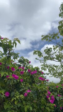 Pink flowers blooming against cloudy sky on a bright day