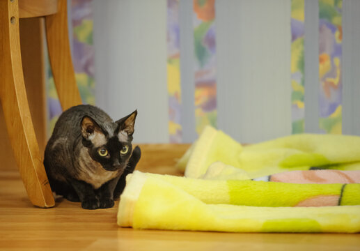 Black Devon Rex Cat Indoors on Floor