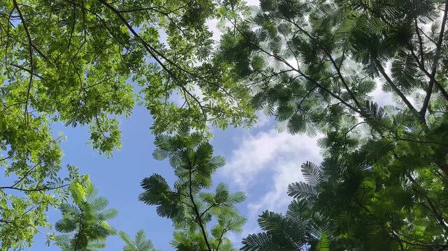 Low angle view of lush tree canopy under moving clouds