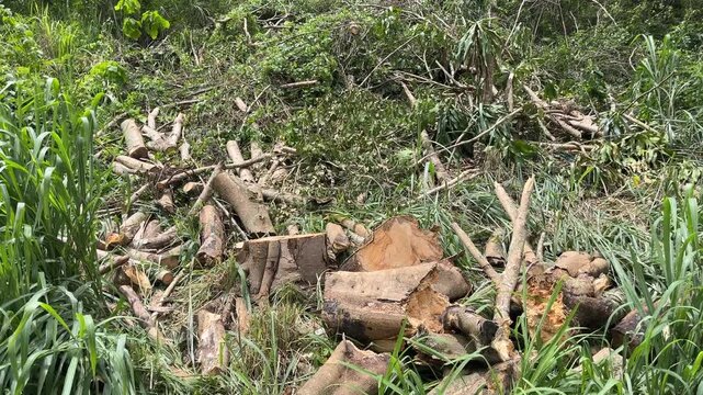 Cut tree logs and branches piled in forest clearing, deforestation